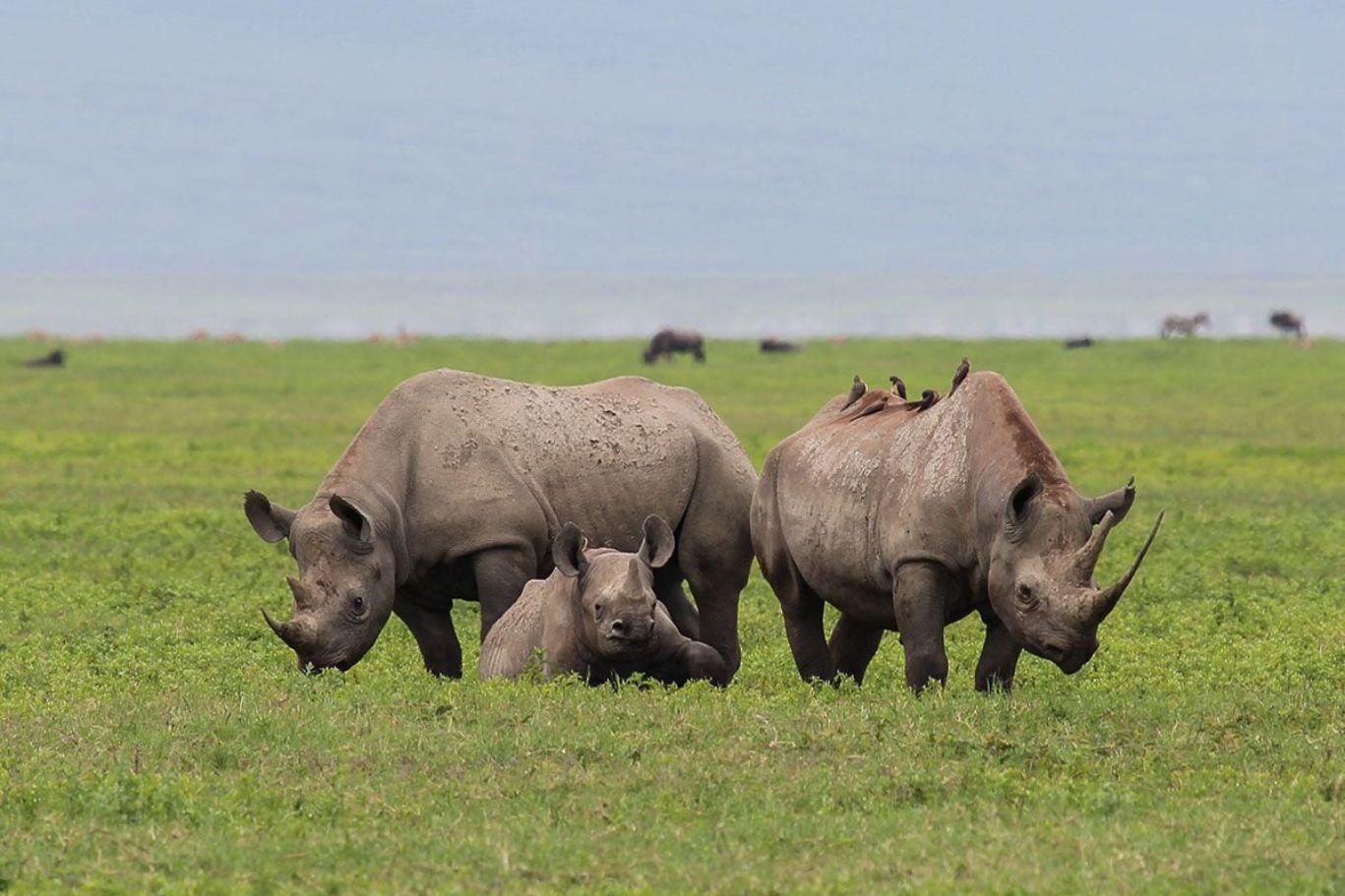 Ngorongoro