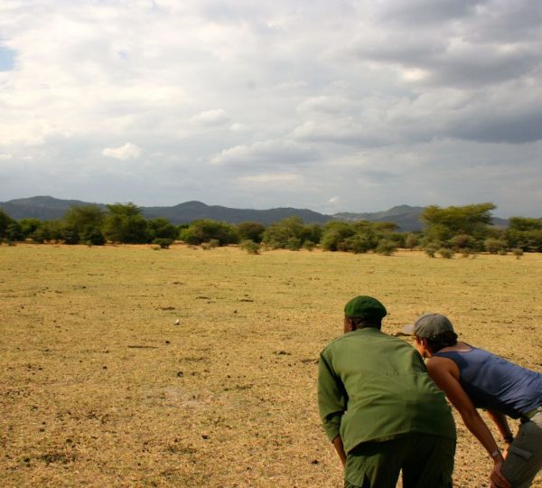 Safari