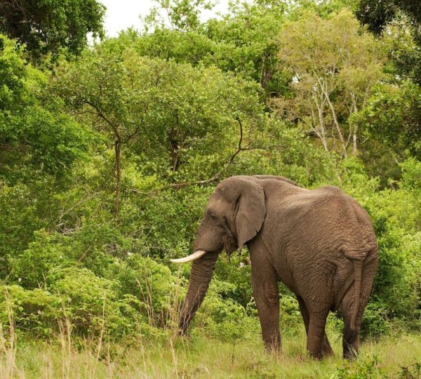 Safari Sangaiwe
