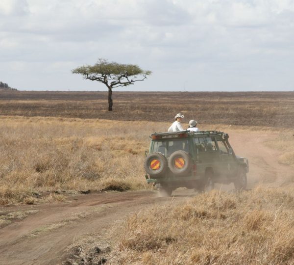 Safari Tarangire