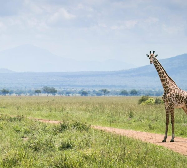 Safari giraffe
