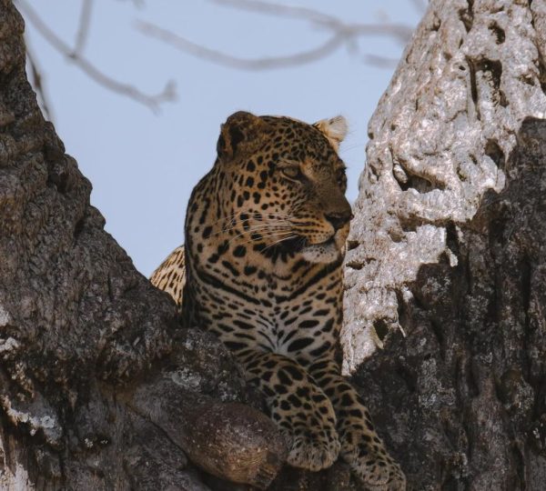 Jachtsafari met cheeta's