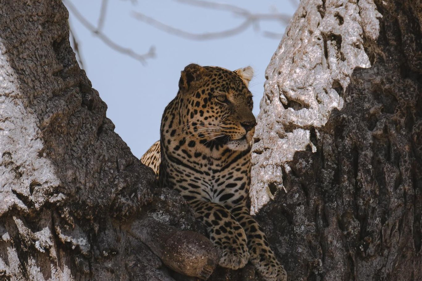 Guépard en Safari