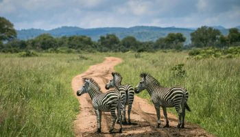Safari-Gruppenreise Karibuni