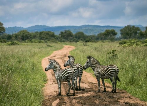 Safari-Gruppenreise Karibuni