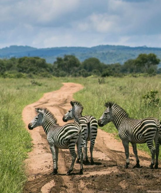 Safari-Gruppenreise Karibuni