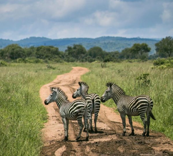 zebrasafari