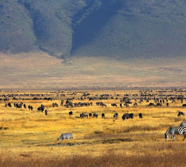 animaux Ngorongoro Farm House