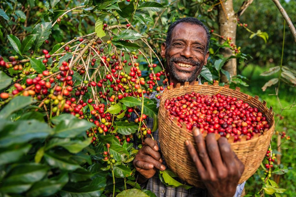 Kaffeeplantage MACHWEO