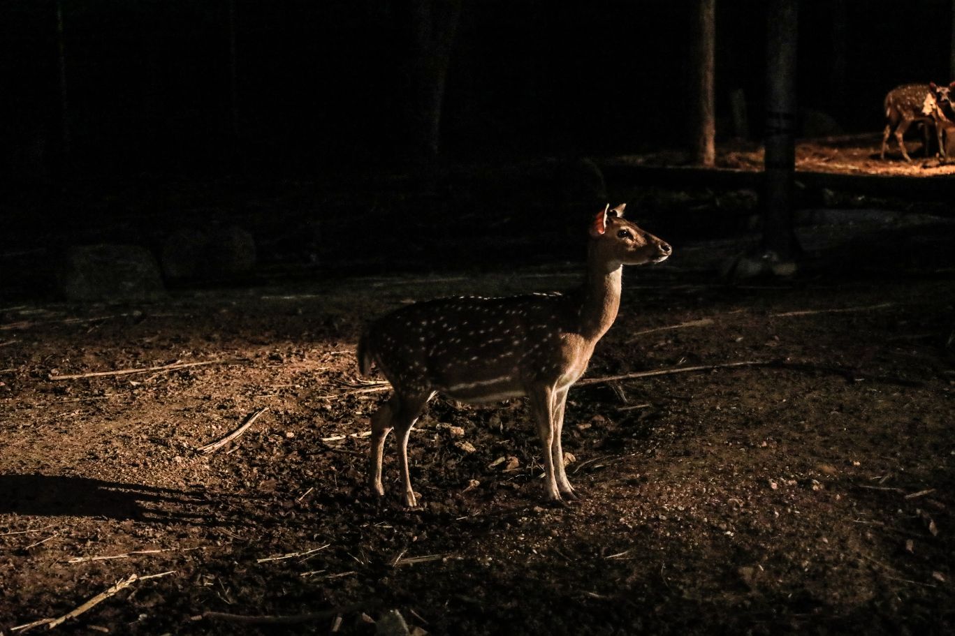 Nacht safari