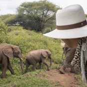 Elefanten-Safari