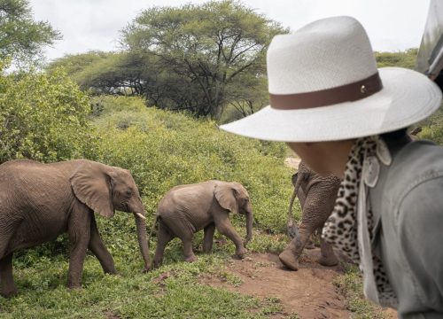 De dieren die je tijdens een safari in Tanzania kunt observeren – De Big Five