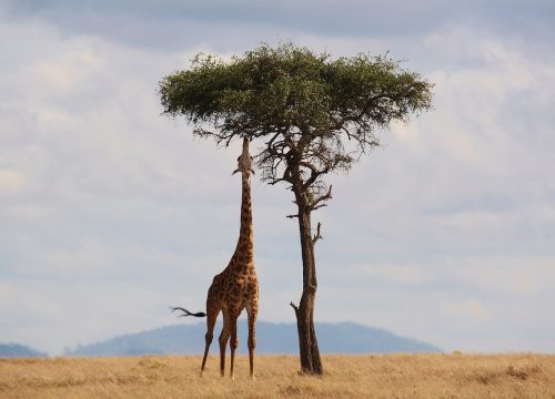 Ontdek de giraffe: majestueus savannesoogdier van Afrika met lange hals