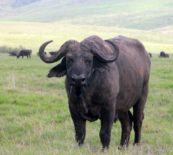 Der Büffel im Serengeti-Nationalpark