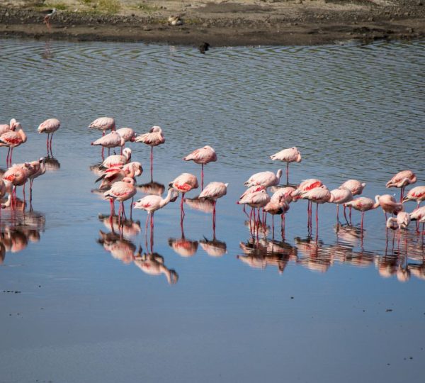 Rosa Flamingos am Viktoriasee