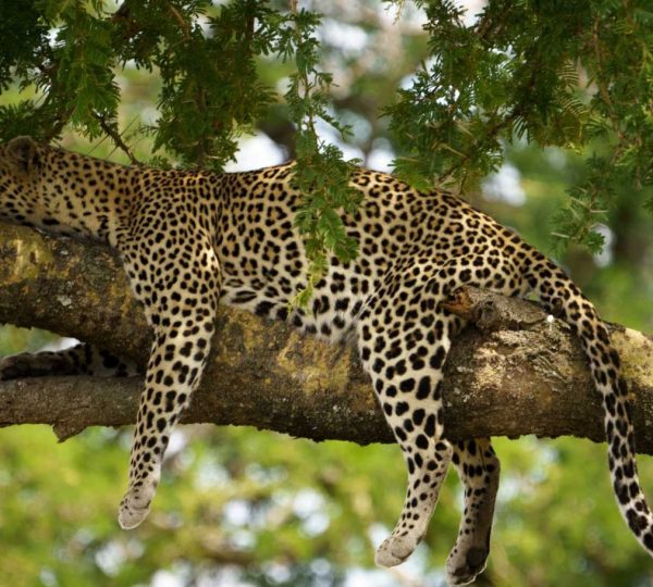 Leopard Serengeti