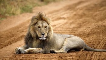 Groepssafari Esprit van Tanzania