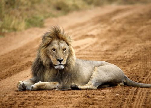 Groepssafari Esprit van Tanzania