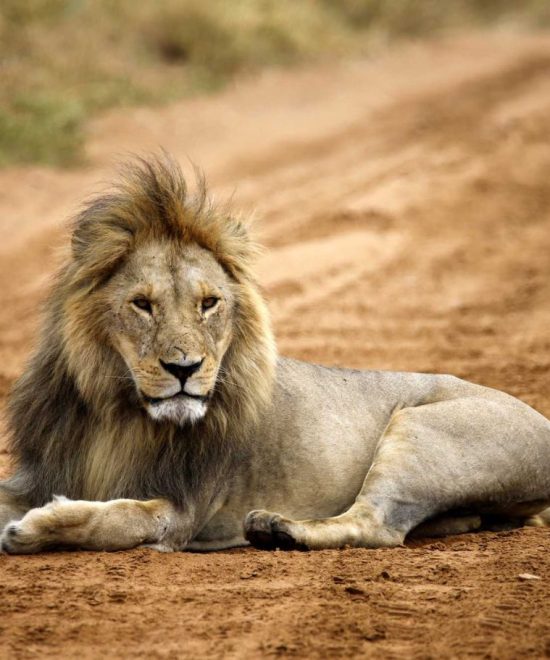 Groepssafari Esprit van Tanzania