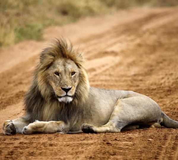 Lion serengeti