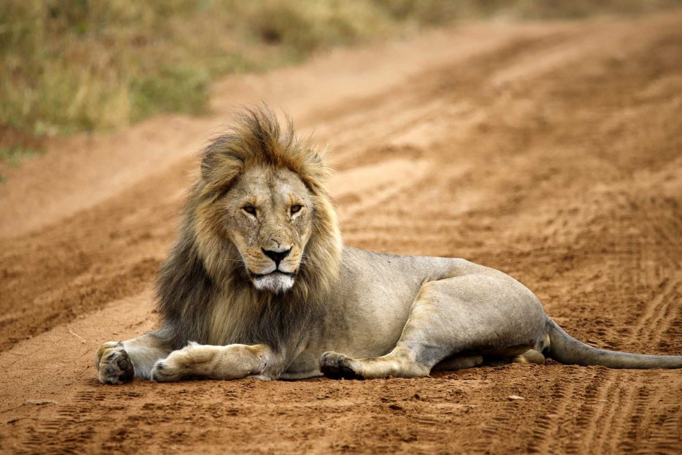 Leeuw Tanzania