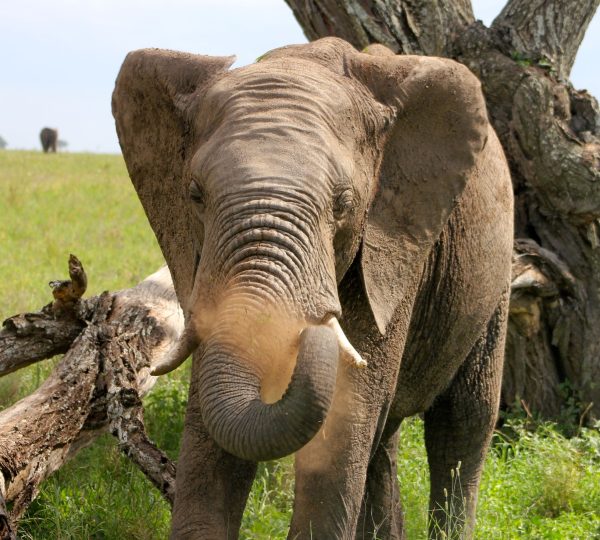 Der Elefant im Serengeti-Nationalpark