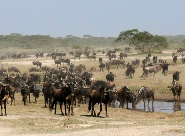 Migration Serengeti