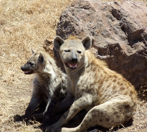 Die Hyäne des Serengeti-Nationalparks