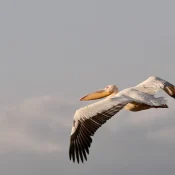 Die Vögel in Tansania