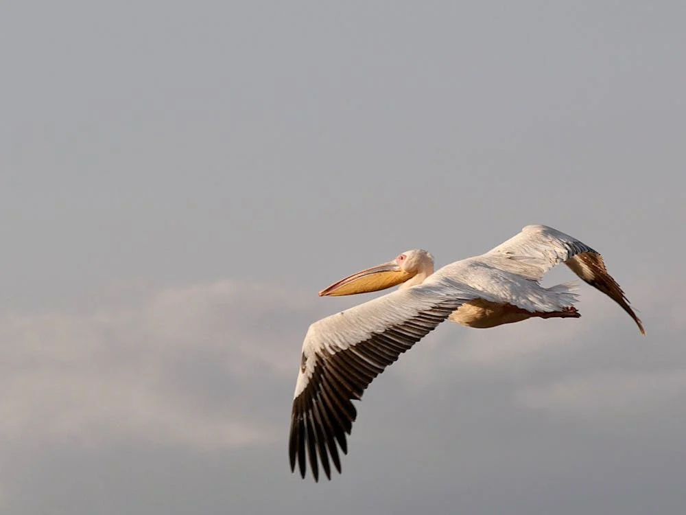 Die Vögel in Tansania