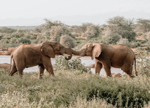 Safari Tanzania 7 dagen op maat
