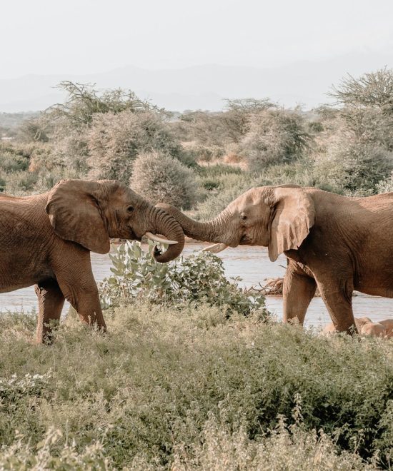 Safari Tanzania 7 dagen op maat