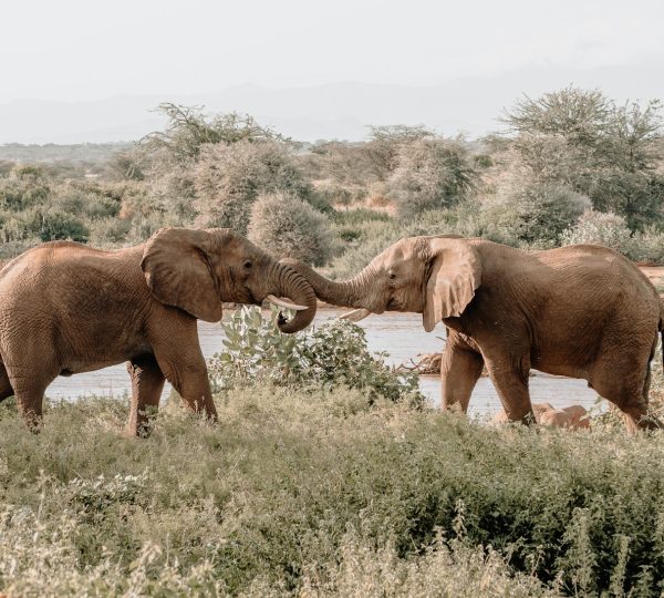 Elephant Tanzanie