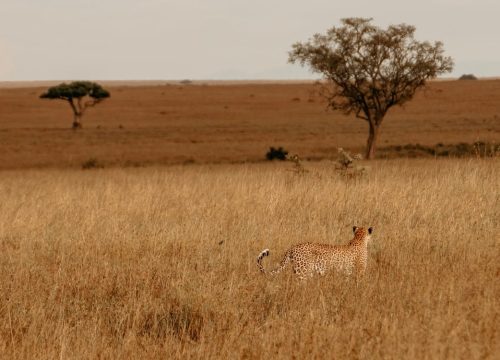 Wanneer naar Tanzania reizen