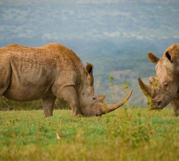 Das Nashorn im Serengeti-Nationalpark