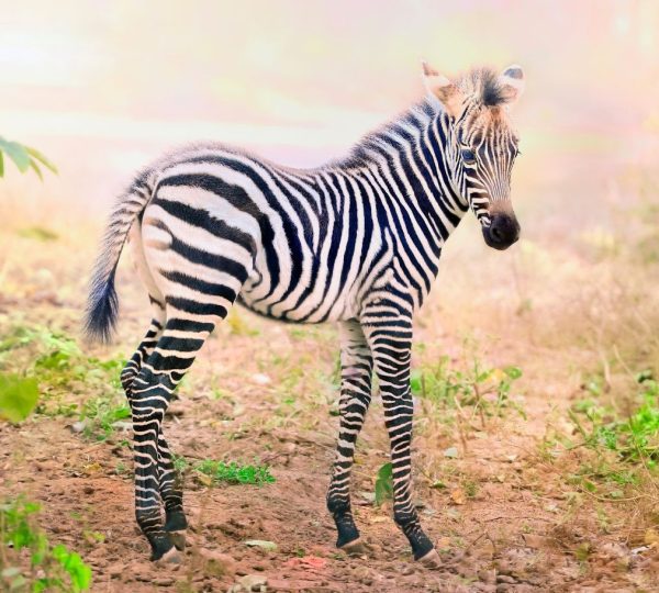Zebra