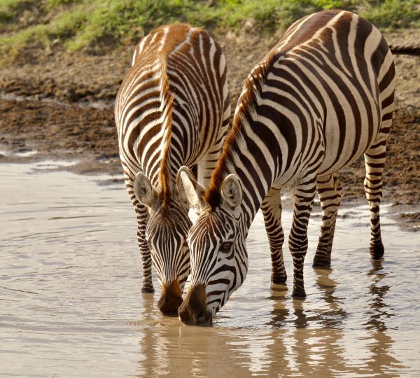 Zebras der Serengeti