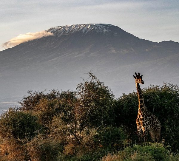 Kilimanjaro