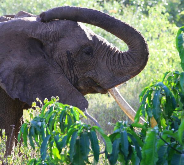 Elefant von Manyara