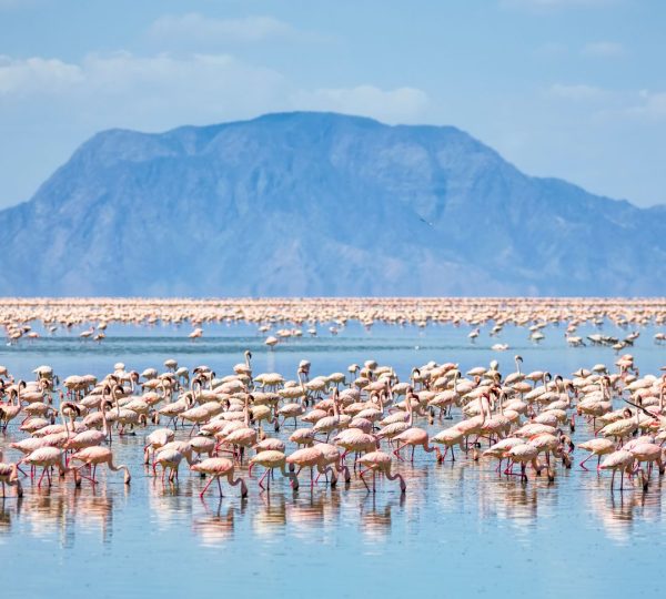 Flammant roses de Natron