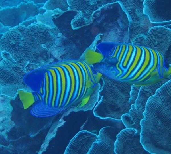 Poissons Zanzibar