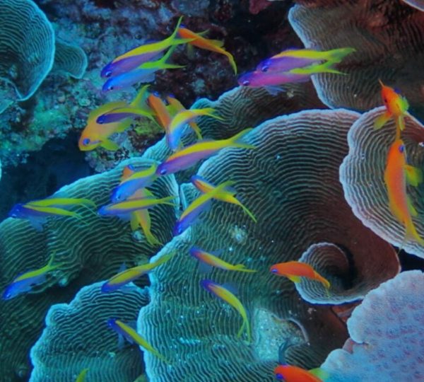 Snorkeling Zanzibar