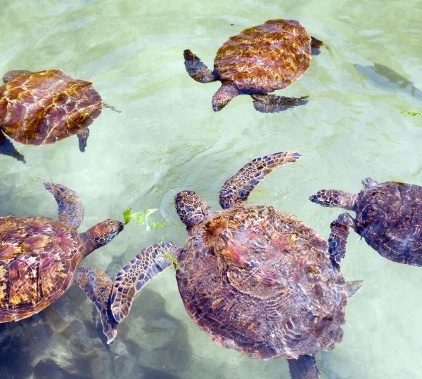 Tortues de Zanzibar
