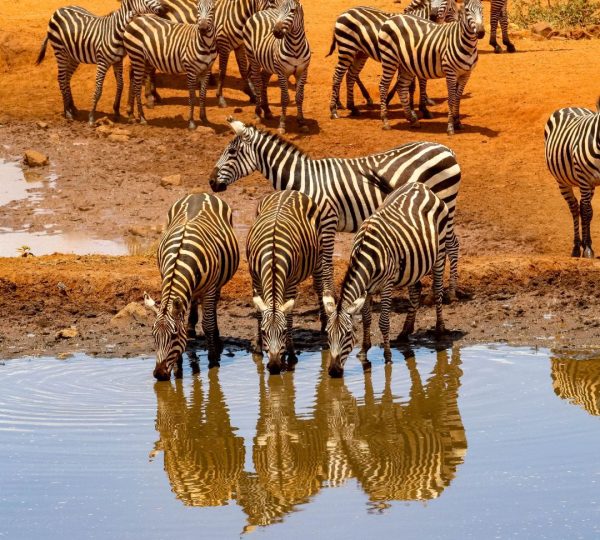 Zebras Familien-Safari Tansania