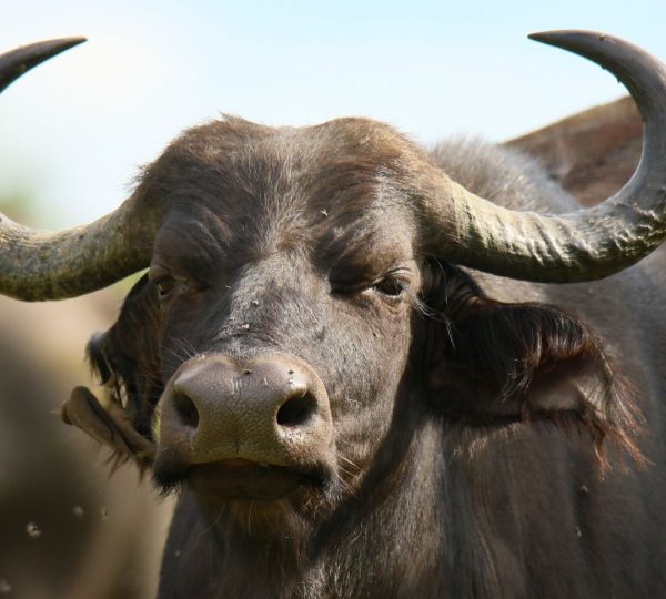 Buffle de Tanzanie