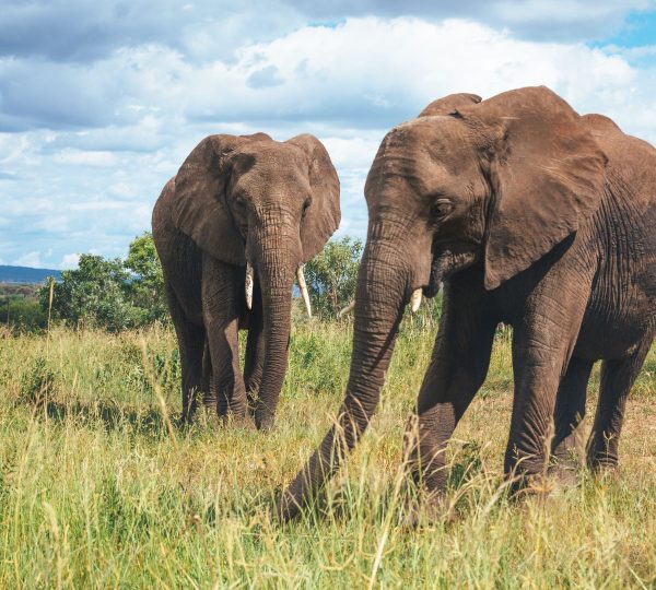 Elefanten im Tarangire