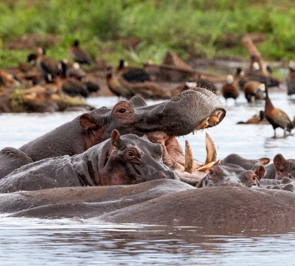Lac Manyara