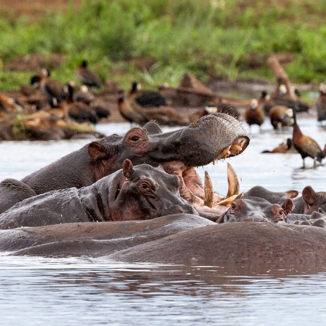 Lake Manyara