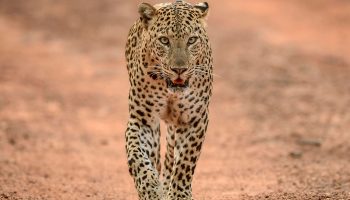 Safari Tanzania 10 dagen Big Five