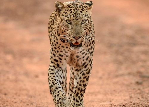 Safari Tanzania 10 dagen Big Five